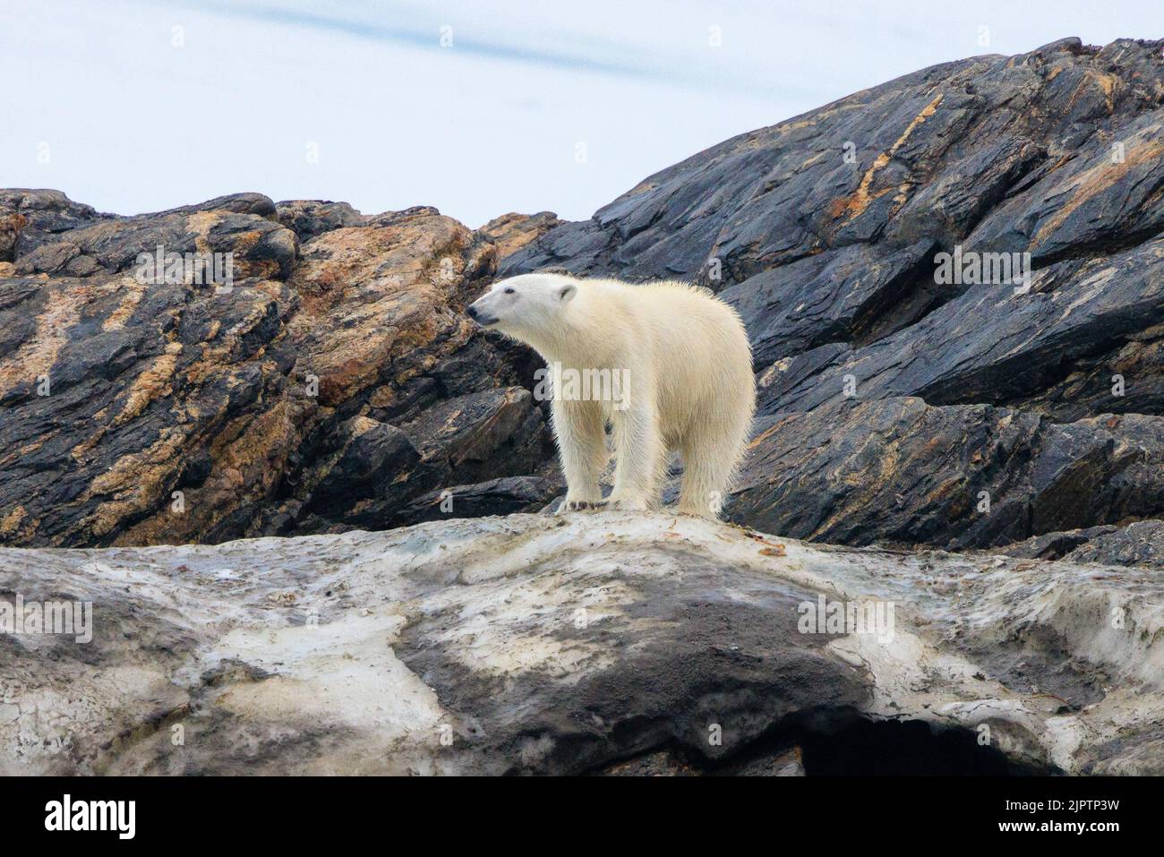 Ganzkörperaufnahme eines Eisbären, der auf dem Eis an einem felsigen Strand auf dem Aussichtspunkt steht und in der Luft schnuppert Stockfoto