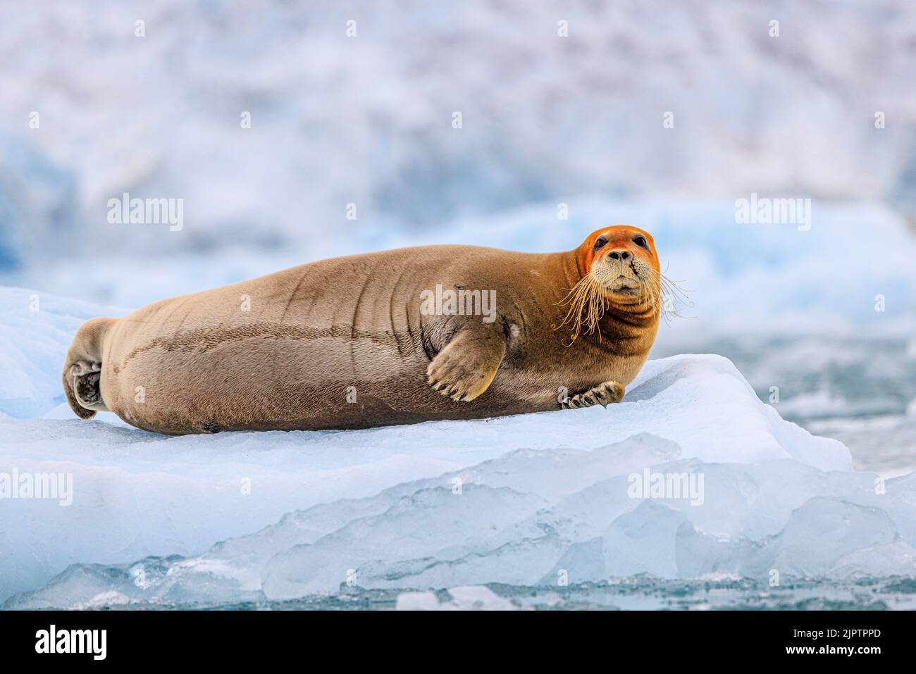 Durchgehendes Seitenprofil einer bärtigen Robbe, die auf einem Eisberg liegt, dessen Kopf und Flossen durch Eisenpigmente vom Meeresboden orange gefärbt sind Stockfoto