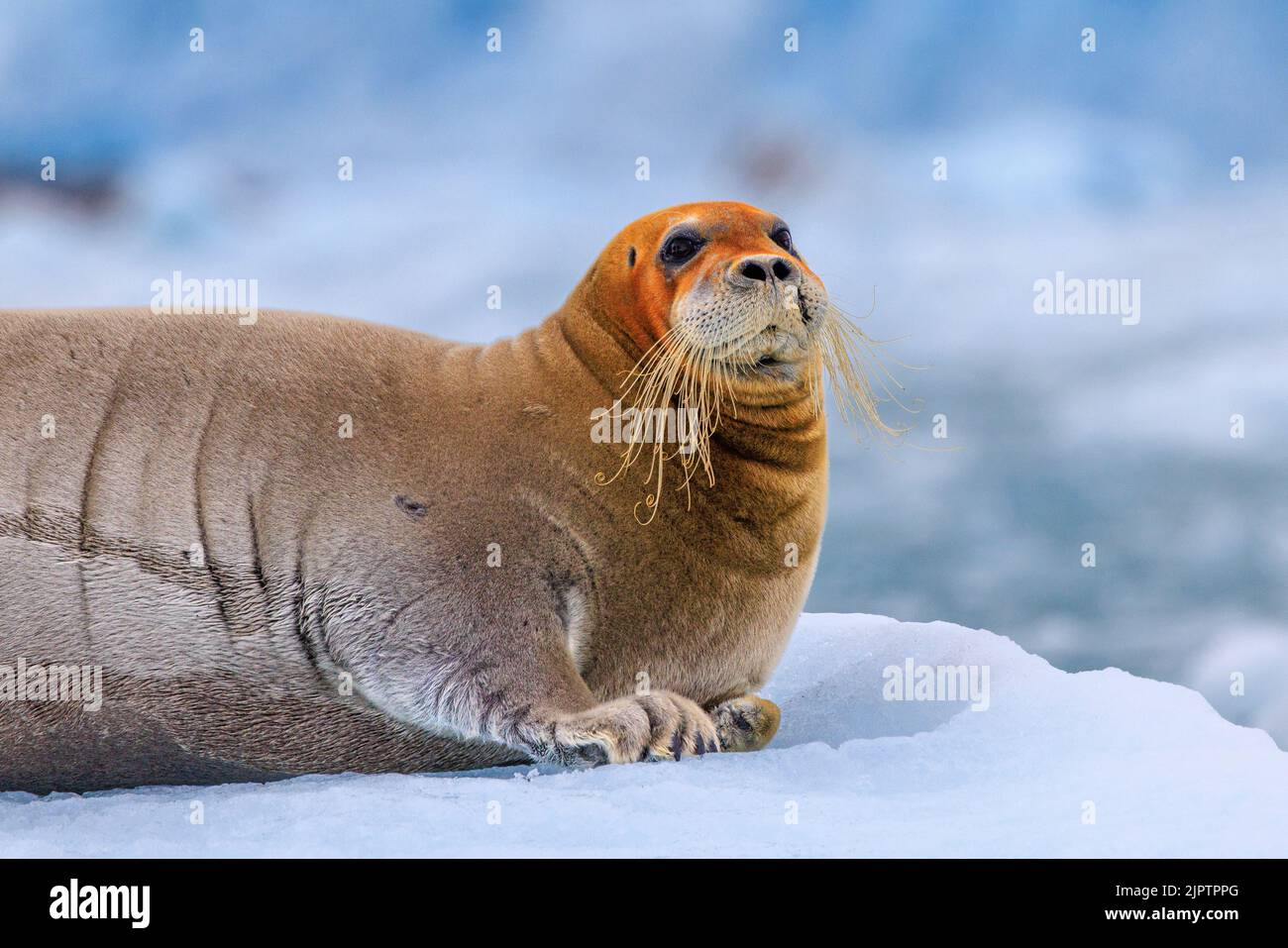 Nahaufnahme der bärtigen Robbe auf dem Eisberg, deren Kopf durch Eisenpigmente vom Meeresboden und schöne lange, kurvige Schnurrhaare orange gefärbt ist Stockfoto