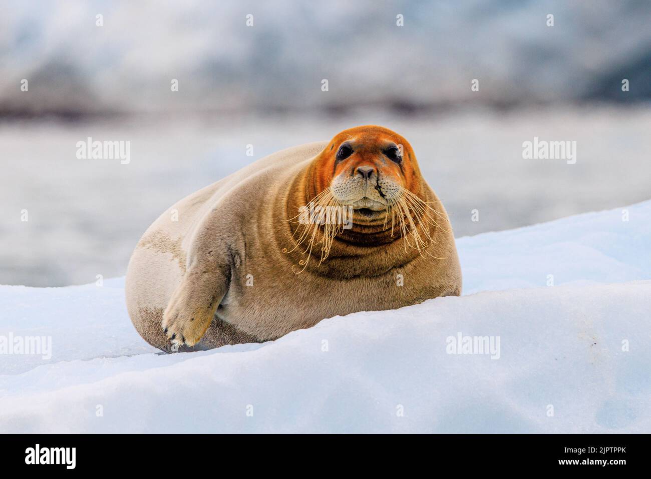 Eine bärtige Robbe mit einem leuchtend orangenen Kopf und einer Narbe im Gesicht blickt von ihrem eisigen Bett aus direkt auf Sie Stockfoto