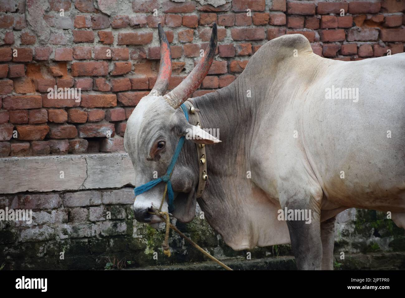 Indischer Bulle mit einigen Verzierungen am Hals Stockfoto