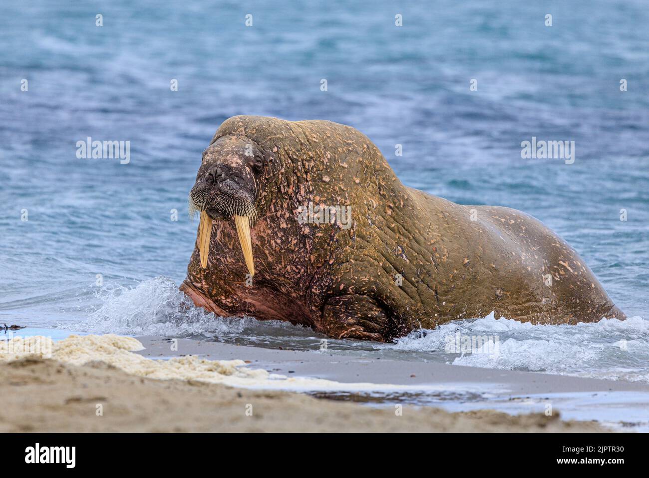 Ein Walross in Seitenprofilhölzern sticht auf alle vier Gliedmaßen, als er aus dem Meer auf den Strand am smeerenberg in spitzbergen hinausragt Stockfoto