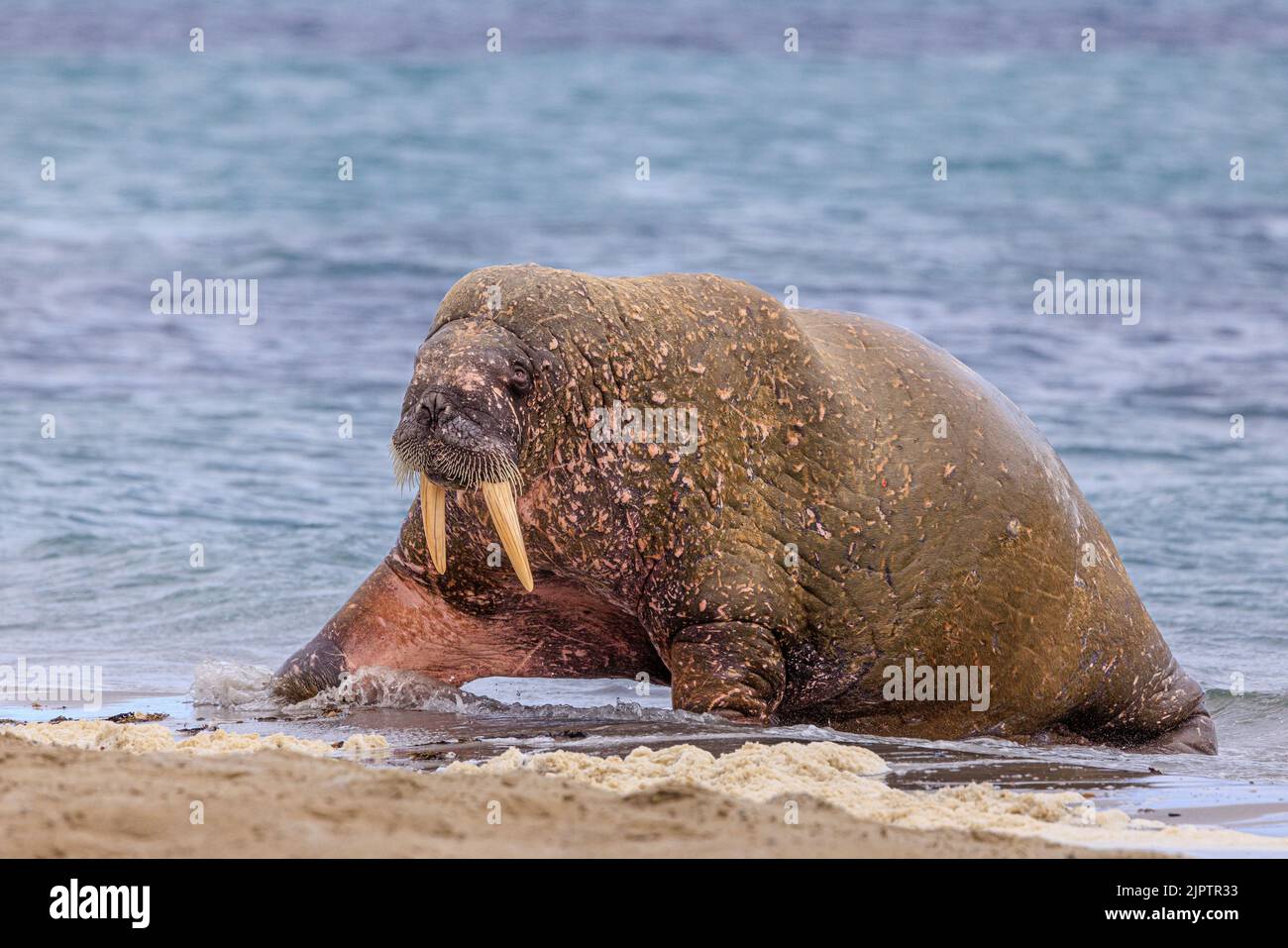 Ein Walross in Seitenprofilhölzern sticht auf alle vier Gliedmaßen, als er aus dem Meer auf den Strand am smeerenberg in spitzbergen hinausragt Stockfoto