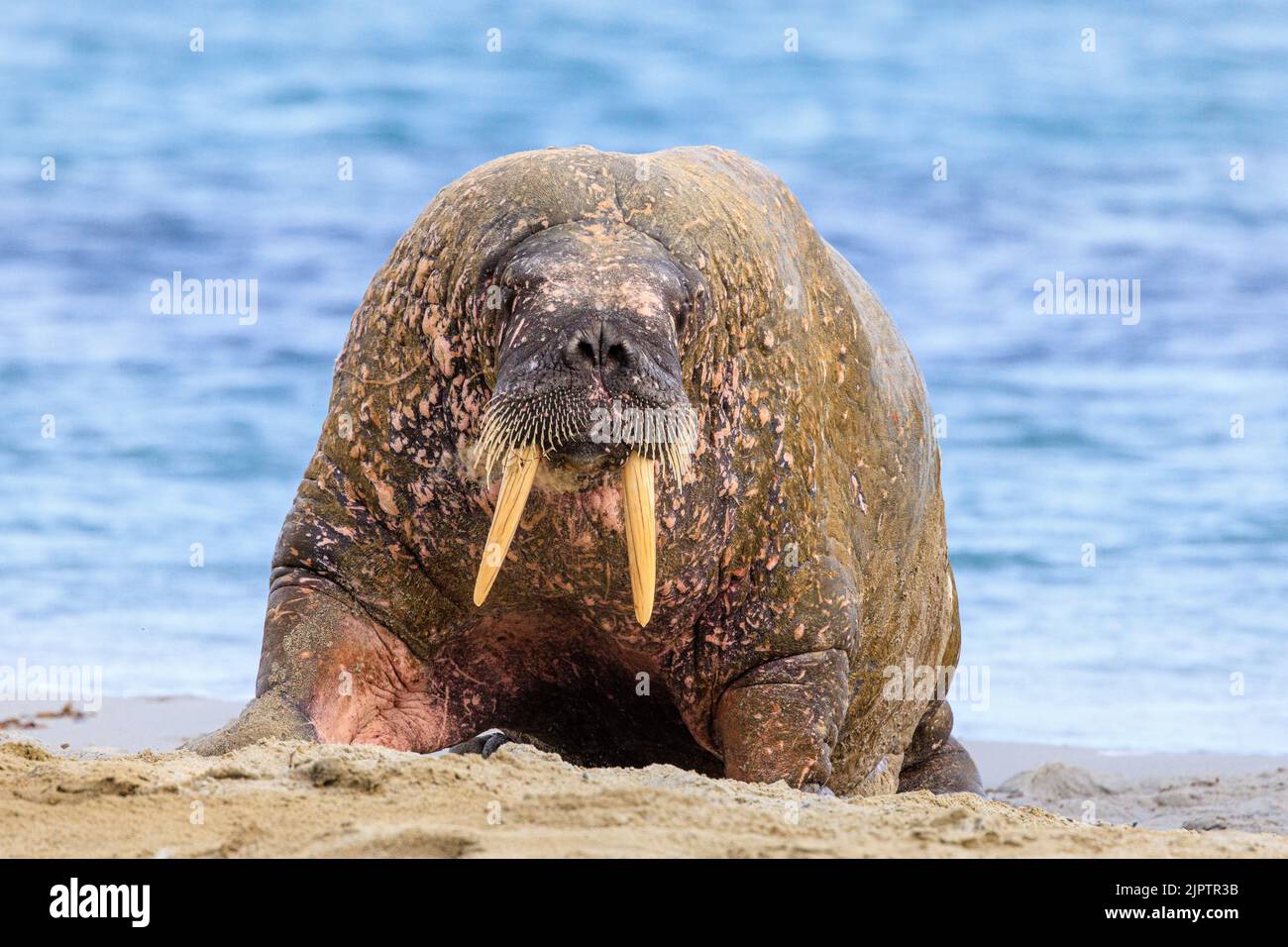 Ein Walross geht auf allen vier Gliedern aus dem Meer und nach vorne auf den Strand am smeerenberg in svalbard und blickt zur Kamera Stockfoto