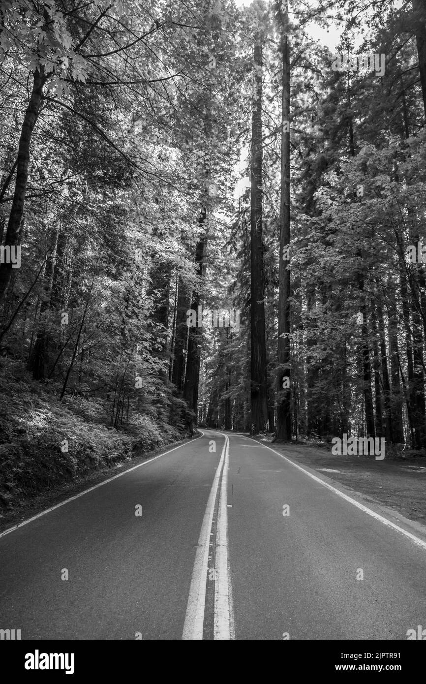 Im Norden Kaliforniens im Humboldt County gibt es einen riesigen Wald mit Redwood-Bäumen. Stockfoto