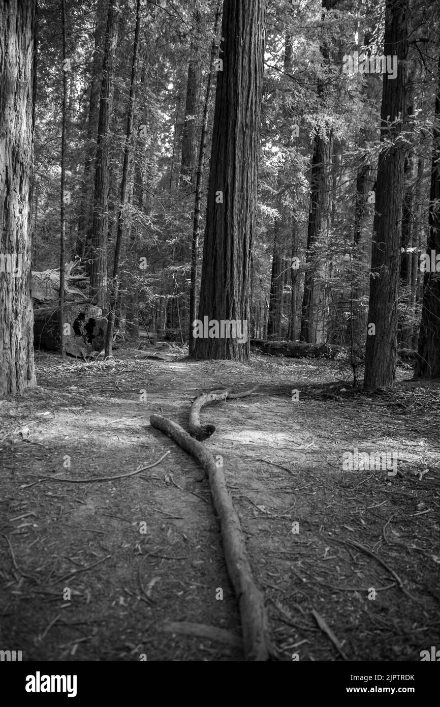 Im Norden Kaliforniens im Humboldt County gibt es einen riesigen Wald mit Redwood-Bäumen. Stockfoto