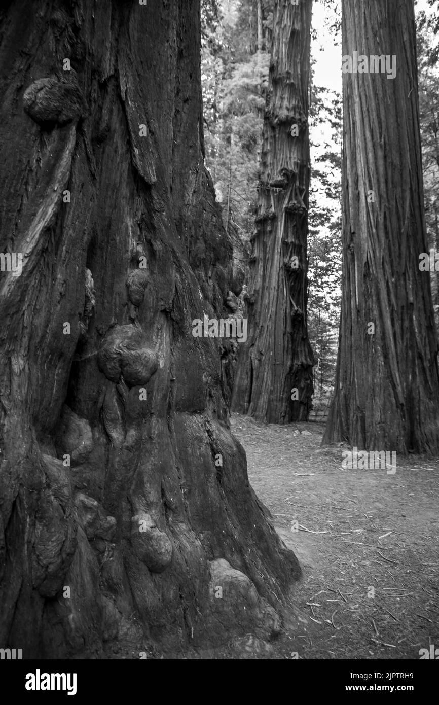 Im Norden Kaliforniens im Humboldt County gibt es einen riesigen Wald mit Redwood-Bäumen. Stockfoto
