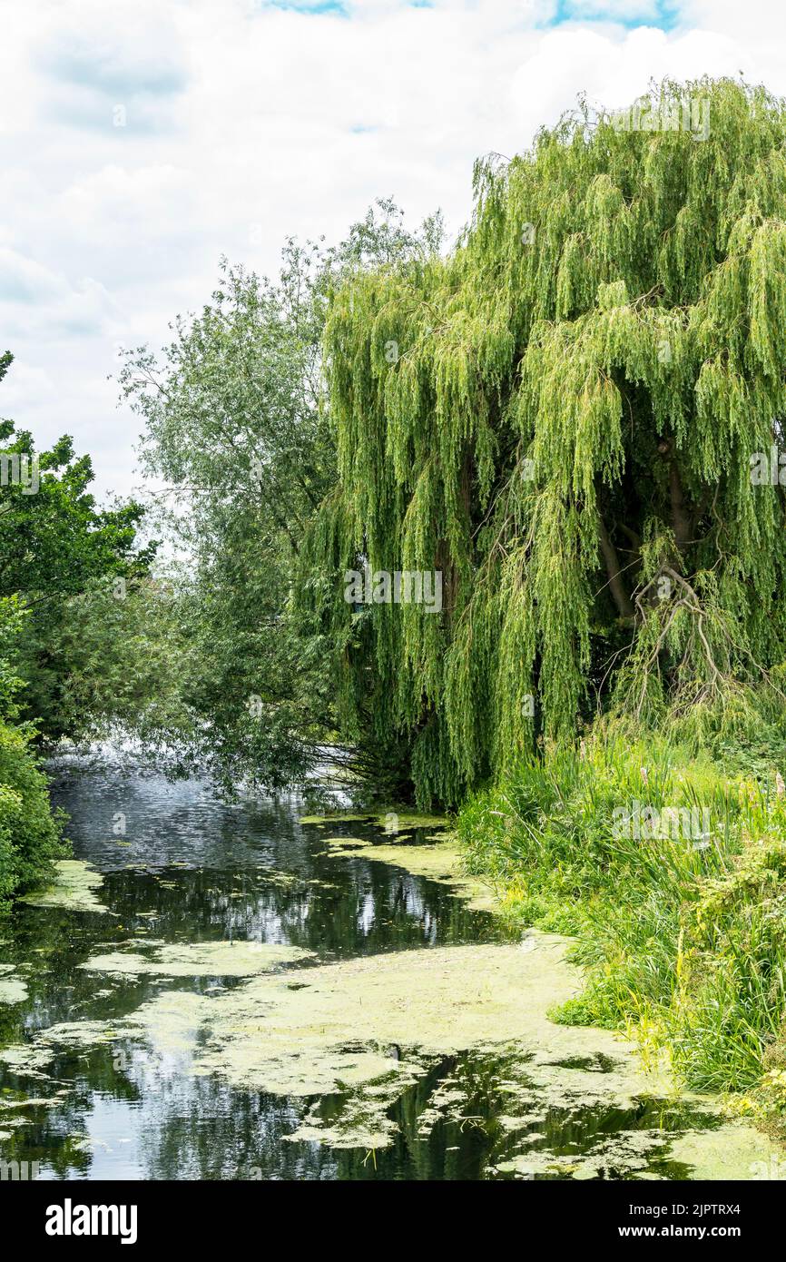 Chysocuma Fotos und Bildmaterial in hoher Auflösung Alamy