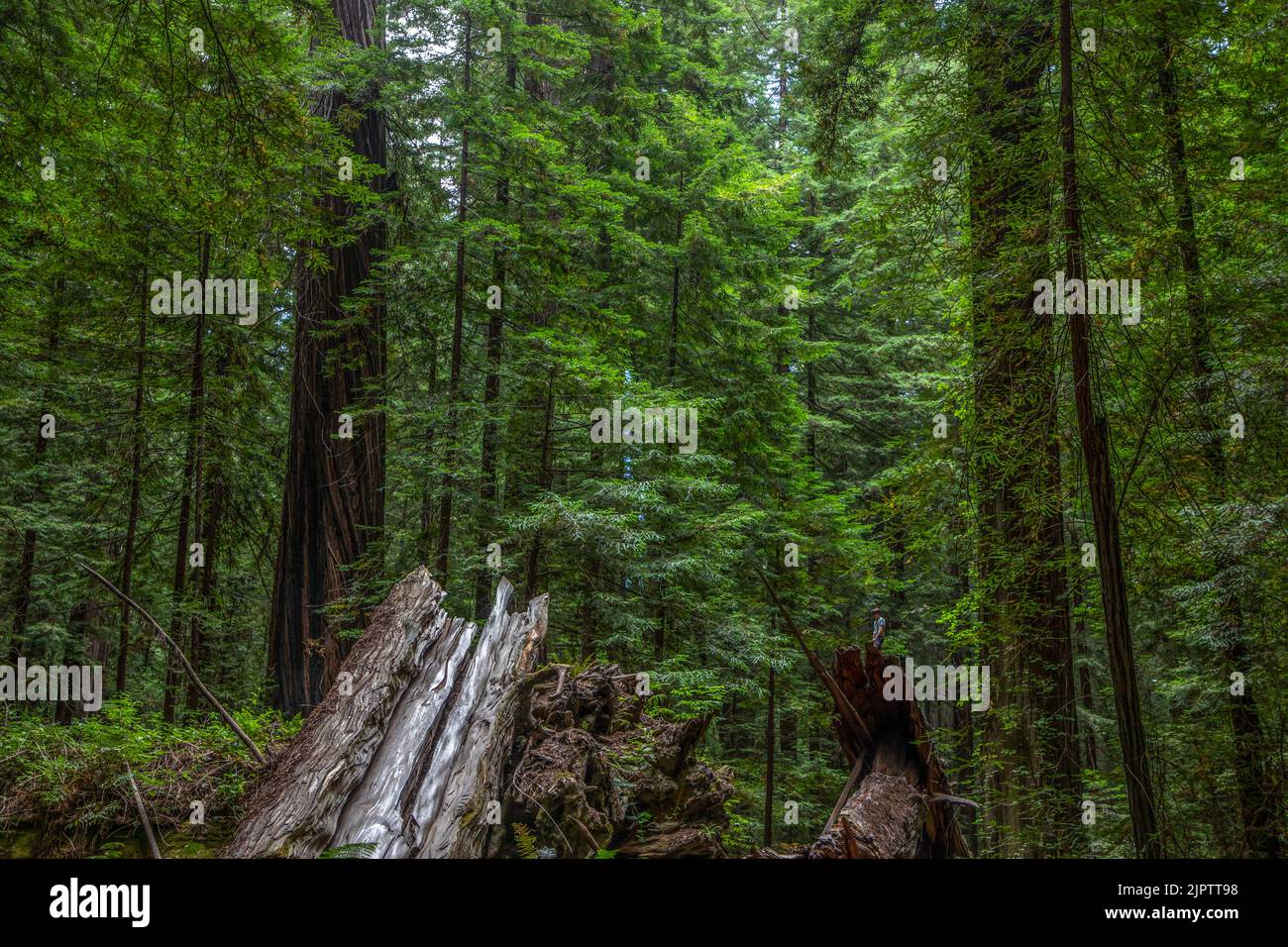 Eine kleine Person in einem riesigen Wald aus Redwood-Bäumen in Nordkalifornien im Humboldt County. Stockfoto