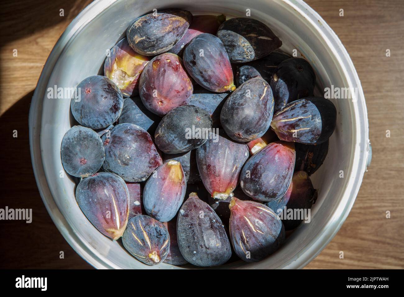 Eimer voller frischer Feige, die gerade geerntet wurde. Aufnahme im Studio mit Tageslicht. Holzhintergrund Stockfoto