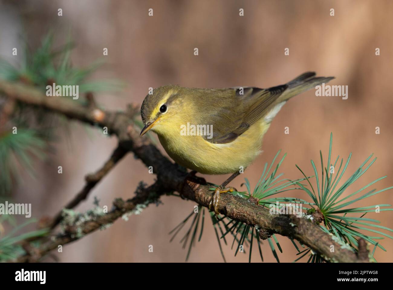Jungweidenwaldsänger (Phylloscopus trochilus) mit schöner gelber Färbung, Yorkshire, Großbritannien. Stockfoto