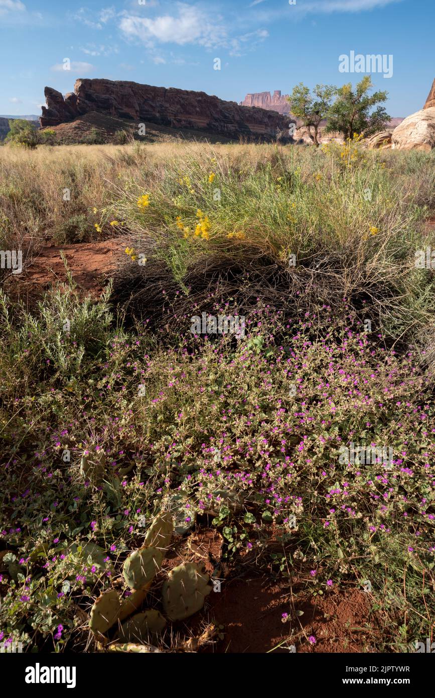 Mit vier O'Clock und Rabbitbrush, Anderson Bottom, Canyonlands National Park, Utah. Stockfoto