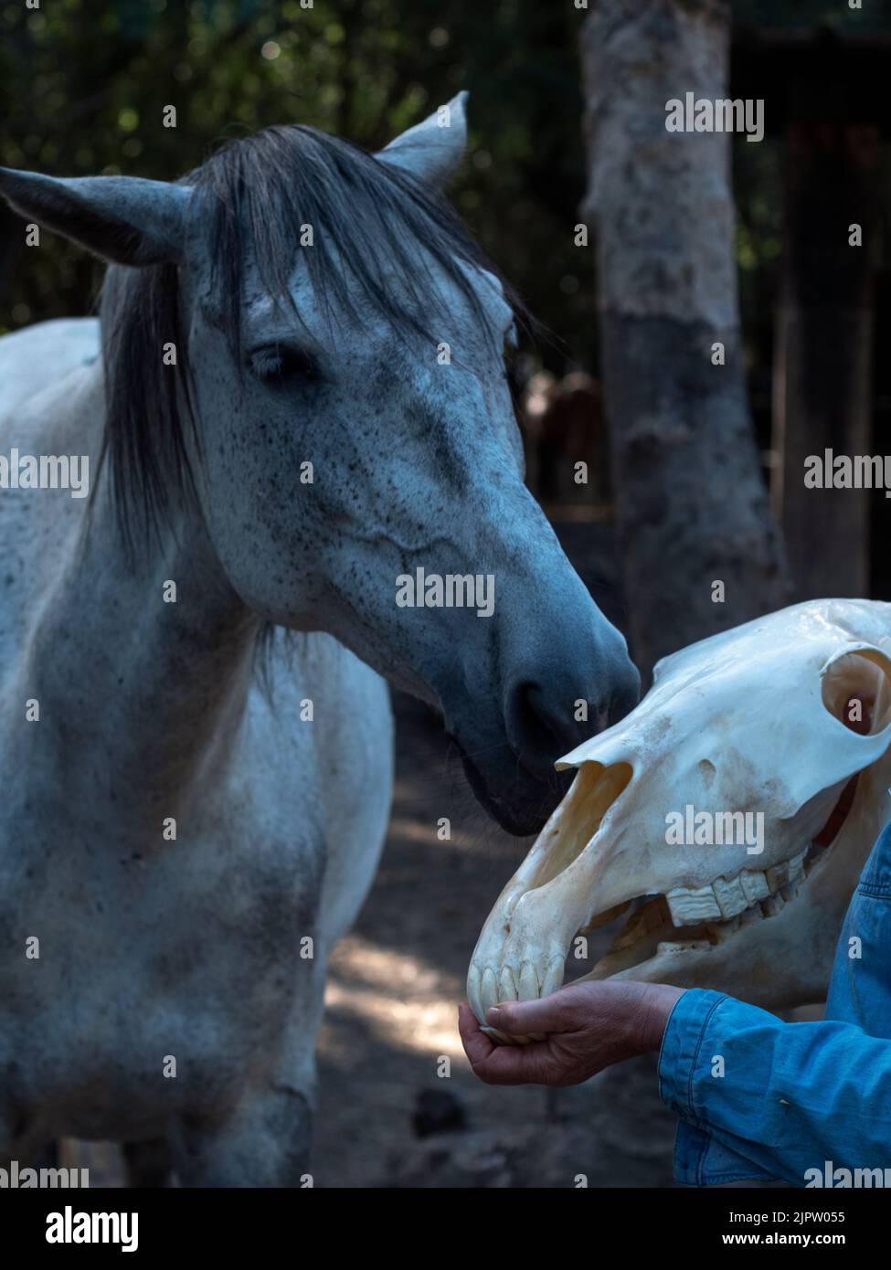 Blick auf einen Pferdeschädel, der von Tierarzt und andalusischer Stute im Hintergrund gehalten wird. Stockfoto