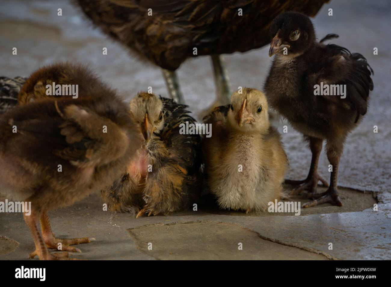 Die Küken sitzen zu den Füßen der Mutter. Solche Küken werden in den Dörfern und Hügeln von Bangladesch gefunden. Stockfoto