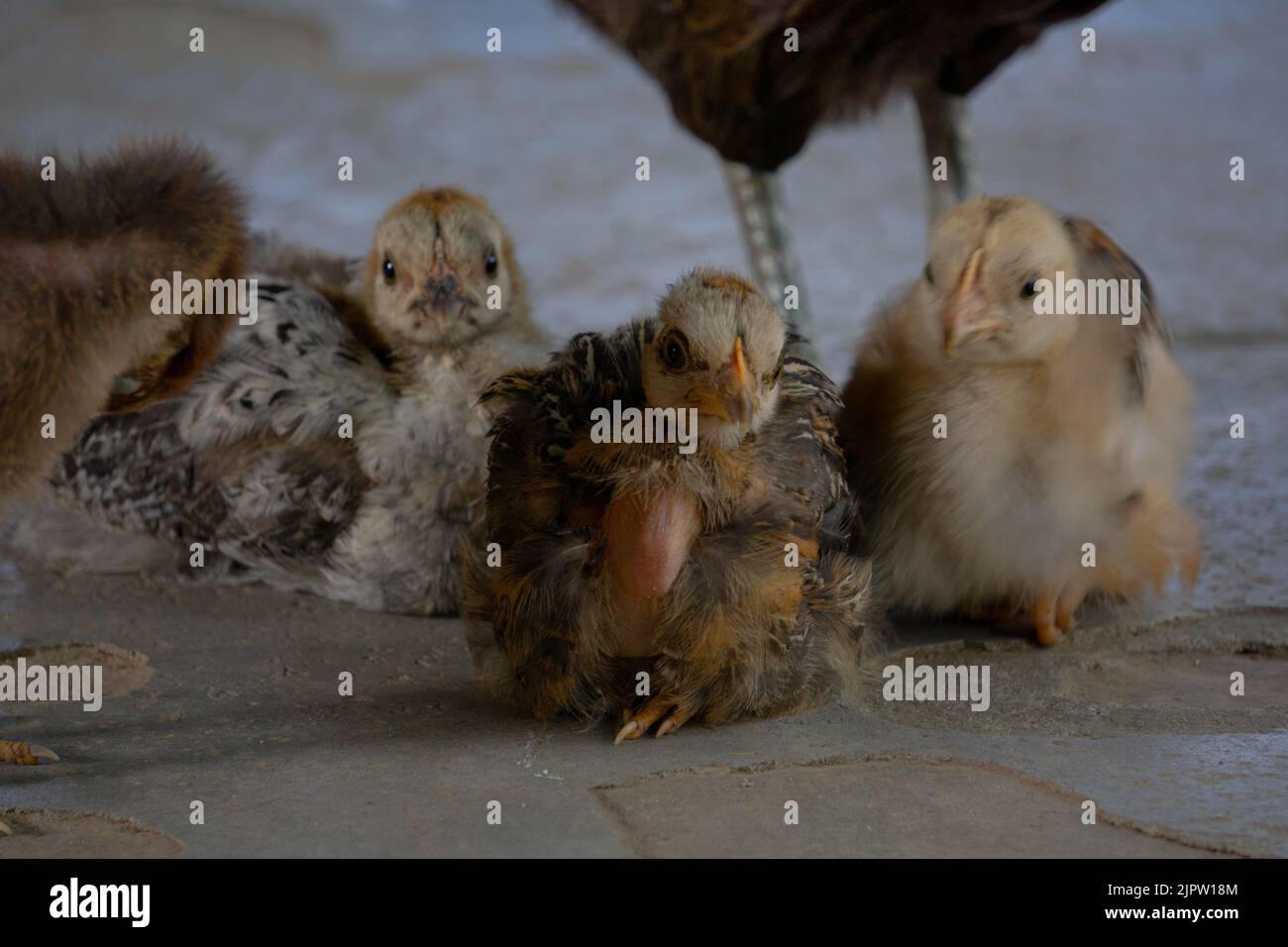Niedliches Baby Chicken. Die Küken sitzen zu den Füßen der Mutter. Solche Küken werden in den Dörfern und Hügeln von Bangladesch gefunden. Stockfoto
