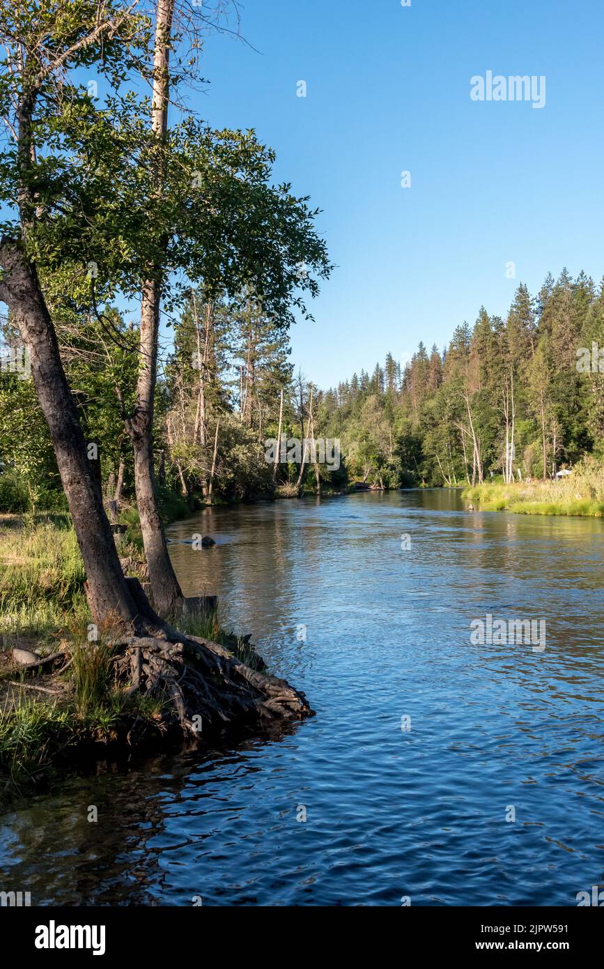 Der friedliche Trinity River fließt im Sommer trotz der schweren Dürre in Kalifornien auf einem gesunden Niveau für Fische. Shasta Trinity National Forest. Stockfoto