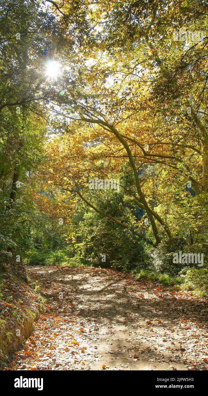 Hojas secas en el parque Natural de Collserola, Barcelona, Katalonien, España, Europa Stockfoto