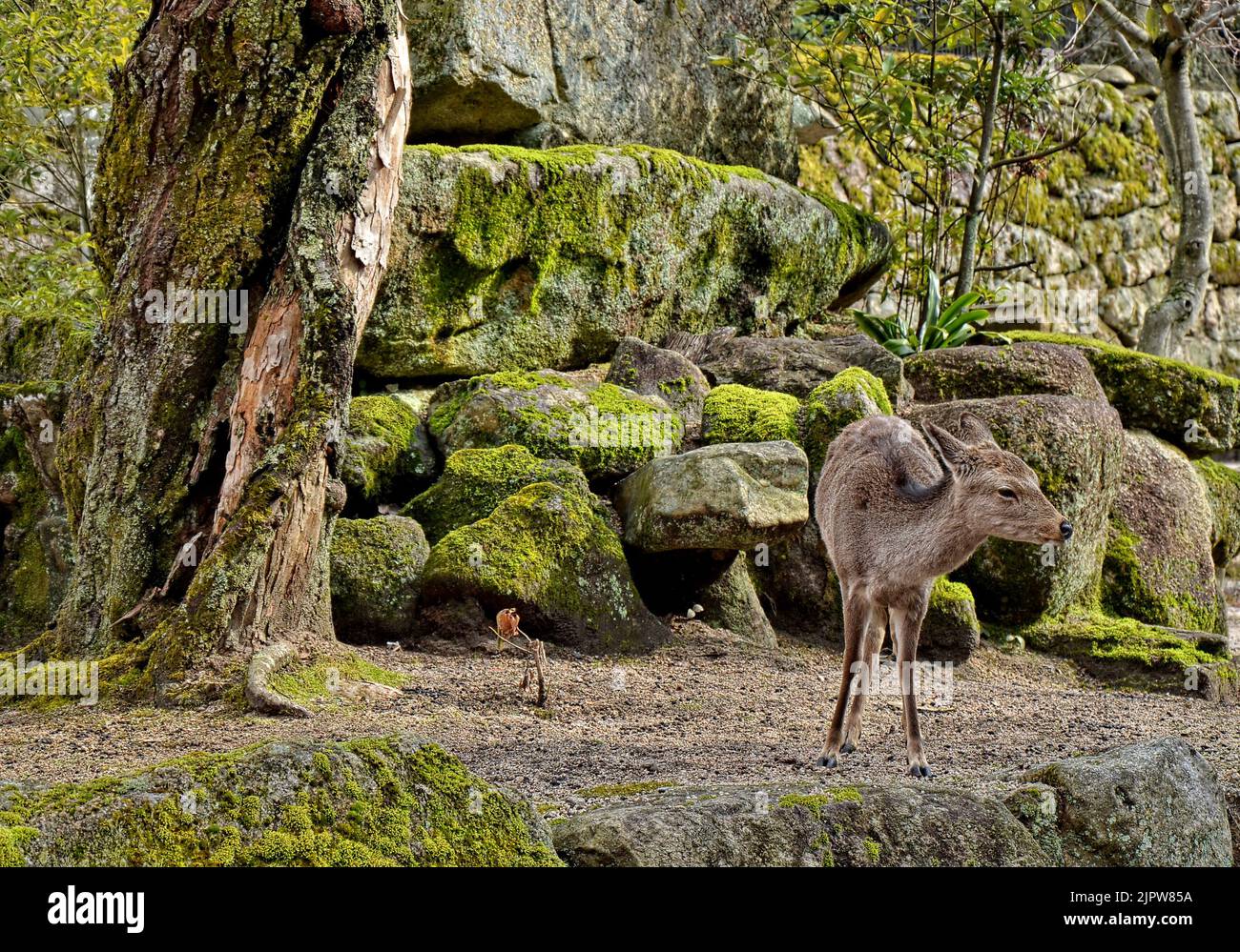 Der sika-Hirsch (Cervus nippon), auch bekannt als japanischer Hirsch. Insel Itsukushima (Miyajima), Präfektur Hiroshima, Japan. Stockfoto
