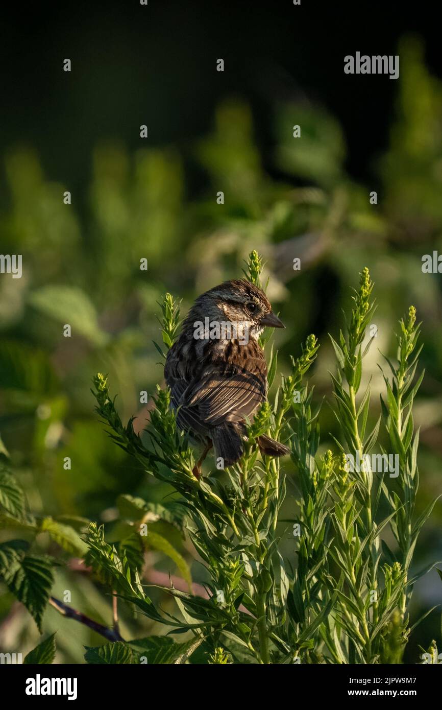 Kleiner Vogel auf einem Busch im dramatischen späten Nachmittagslicht Stockfoto