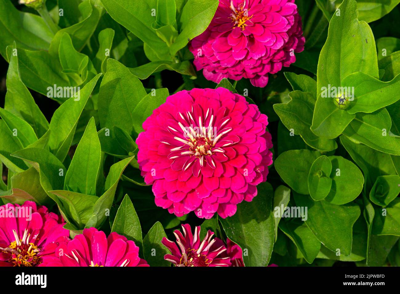 Blühende, leuchtend rosa Zinnia-Blüten auf grünem Hintergrund. Stockfoto