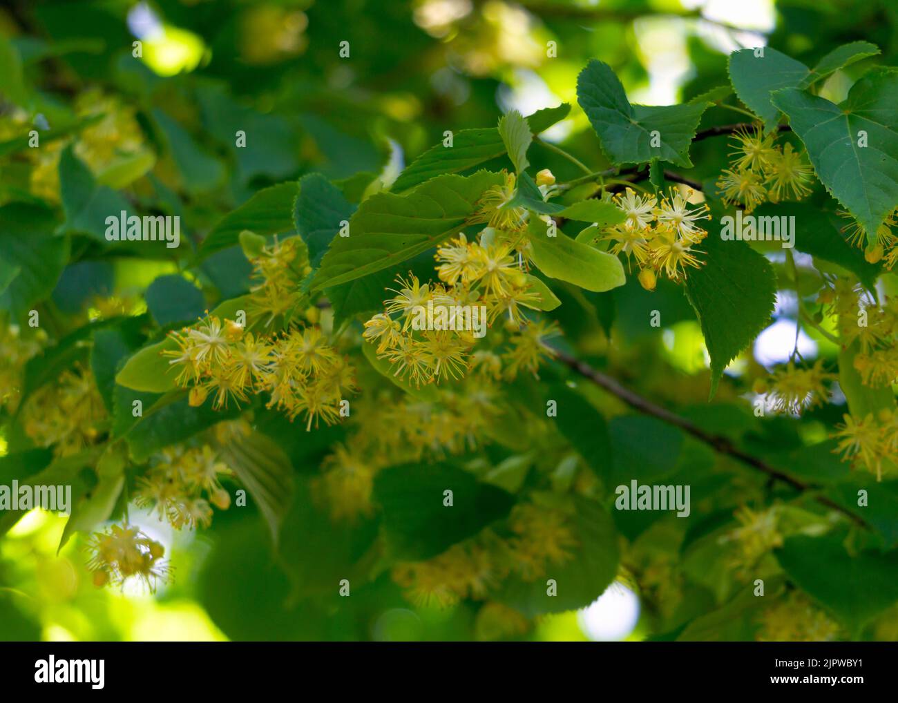 Lindenblüten, für medizinische Zwecke getrocknet. Stockfoto