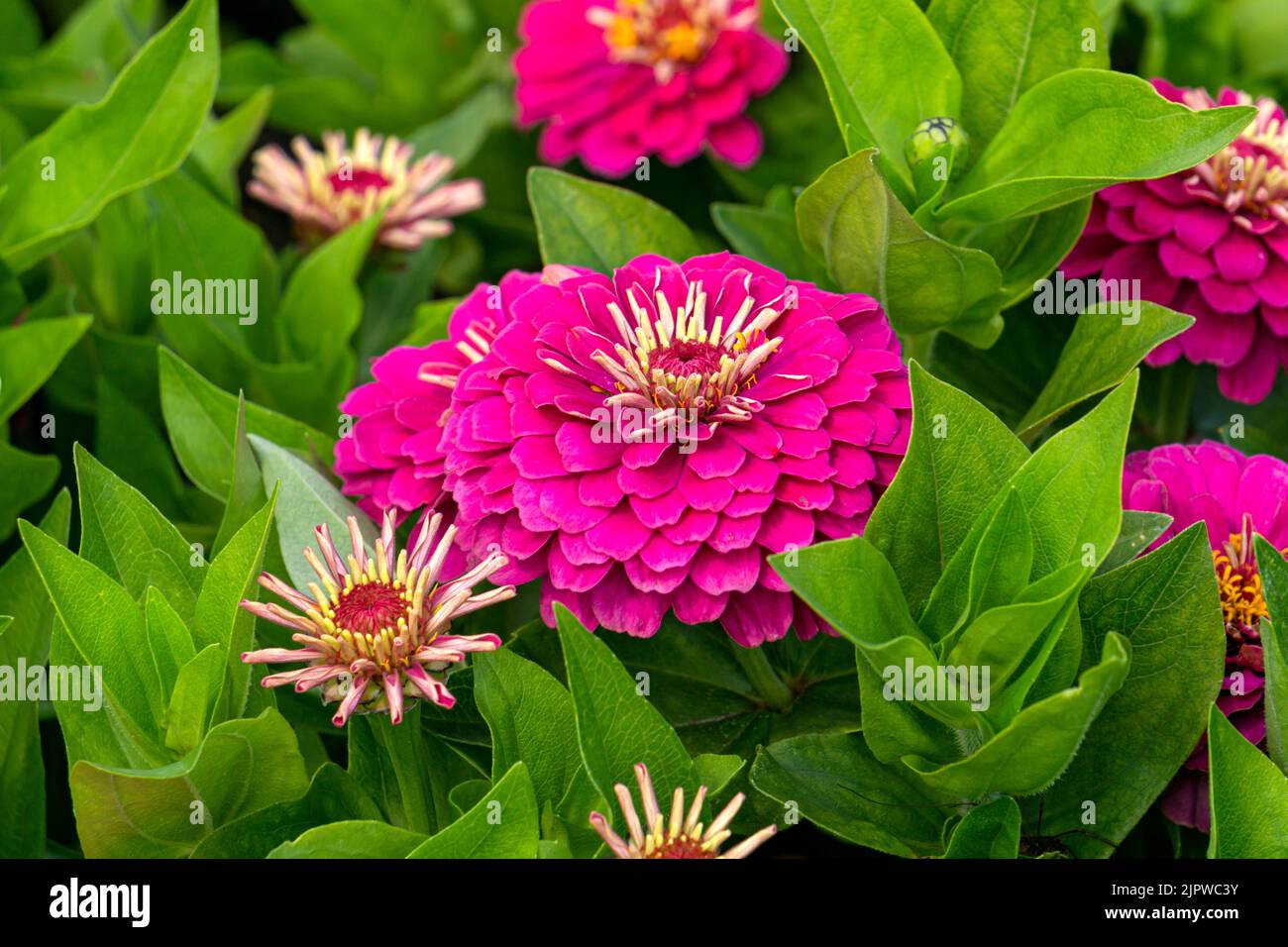Blühende, leuchtend rosa Zinnia-Blüten auf grünem Hintergrund. Stockfoto