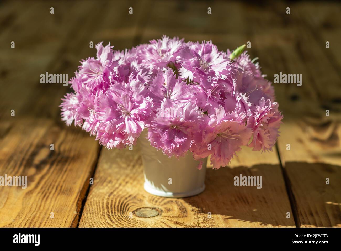 Weißer Eimer mit pastellrosa Nelkenblumen auf einem Holztisch. Platz für eine Inschrift. Stockfoto