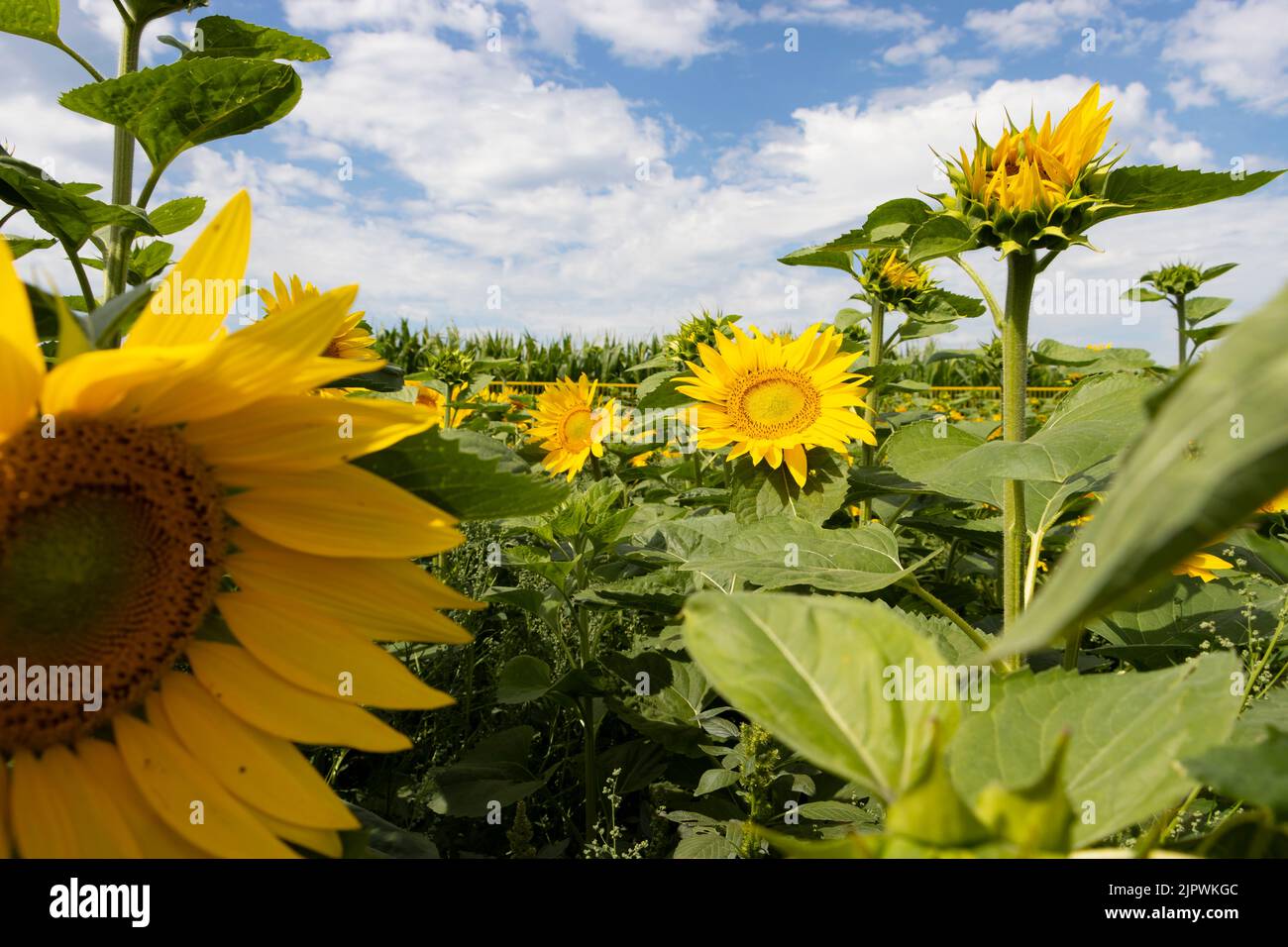 Sonnenblumenfeld mit hellblauem Himmel Stockfoto