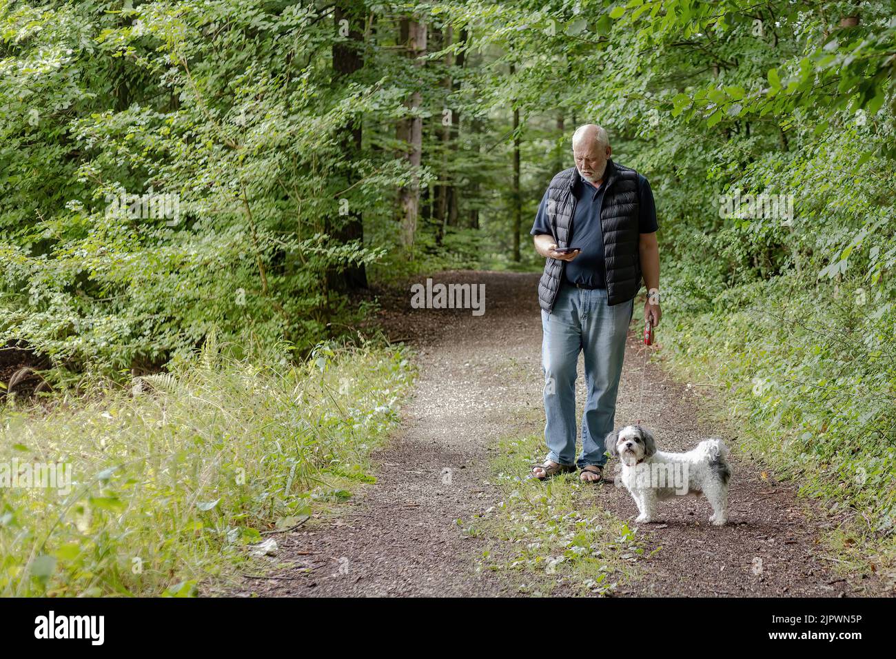 Der Mann überprüft während des Hundespaziergangs Nachrichten auf einem Smartphone Stockfoto