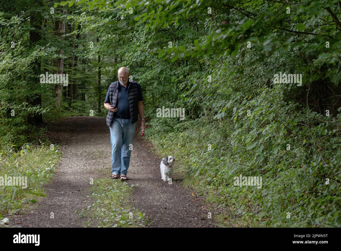 Der Mann überprüft während des Hundespaziergangs Nachrichten auf einem Smartphone Stockfoto
