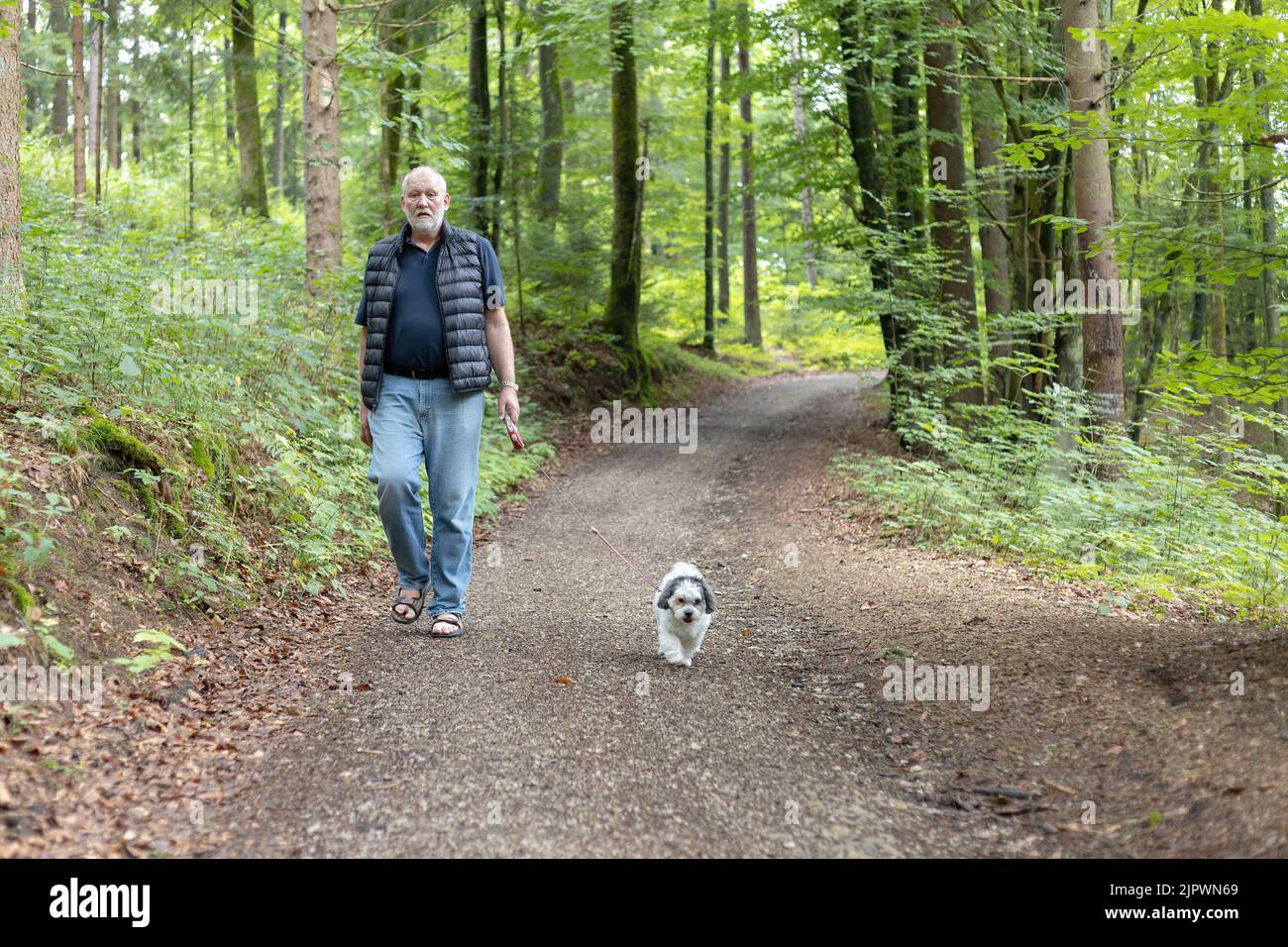 Mann auf einem Hundespaziergang im Wald Stockfoto