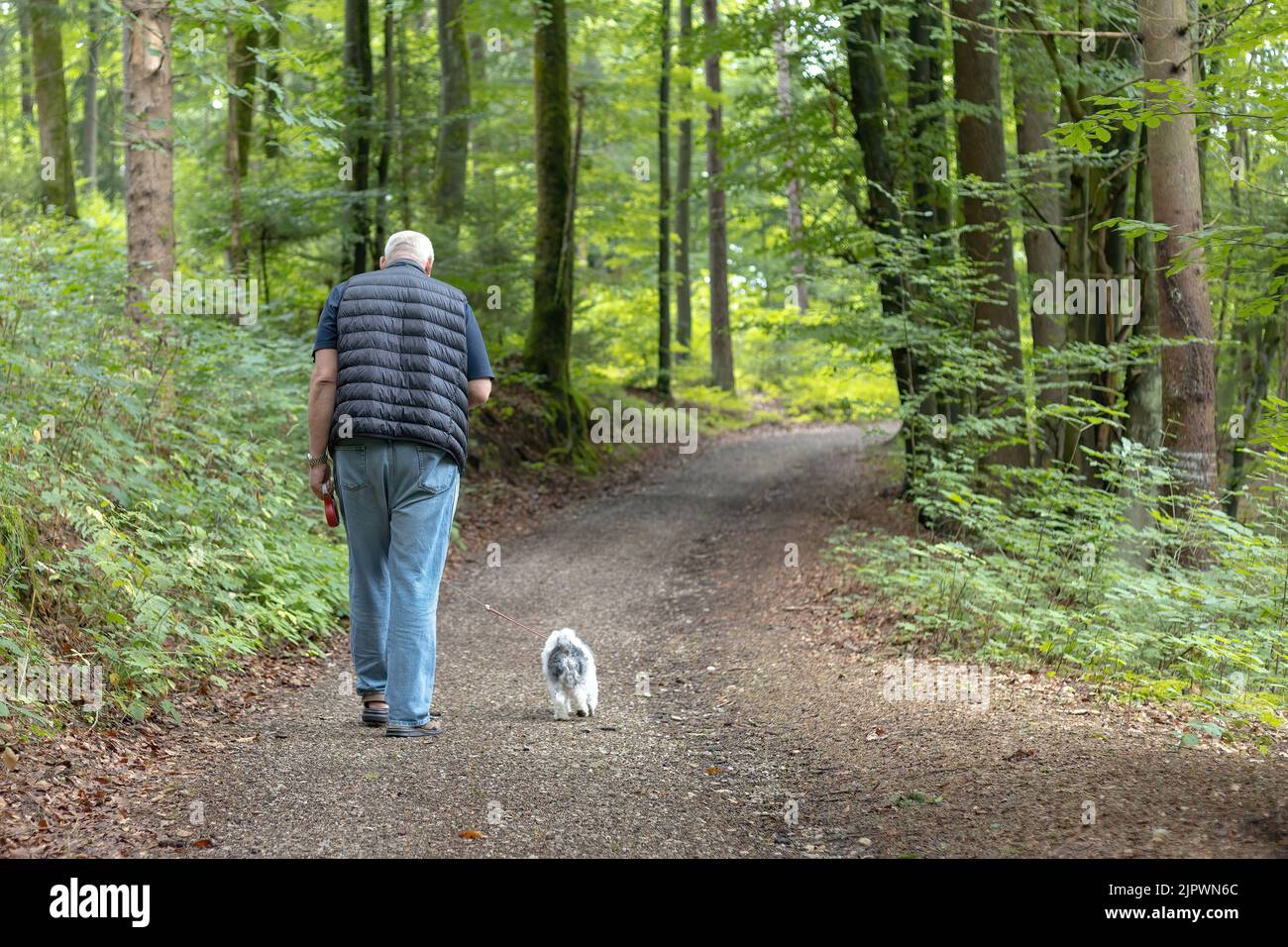 Rückseite eines Mannes auf einem Hundespaziergang im Wald Stockfoto