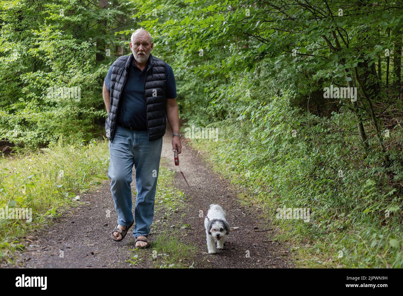 Mann auf einem Hundespaziergang im Wald Stockfoto