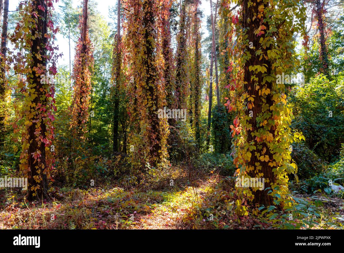 Alter Herbstwald mit Baumstämmen, die von lebhaften, farbenfrohen, wilden Weinreben bedeckt sind Stockfoto
