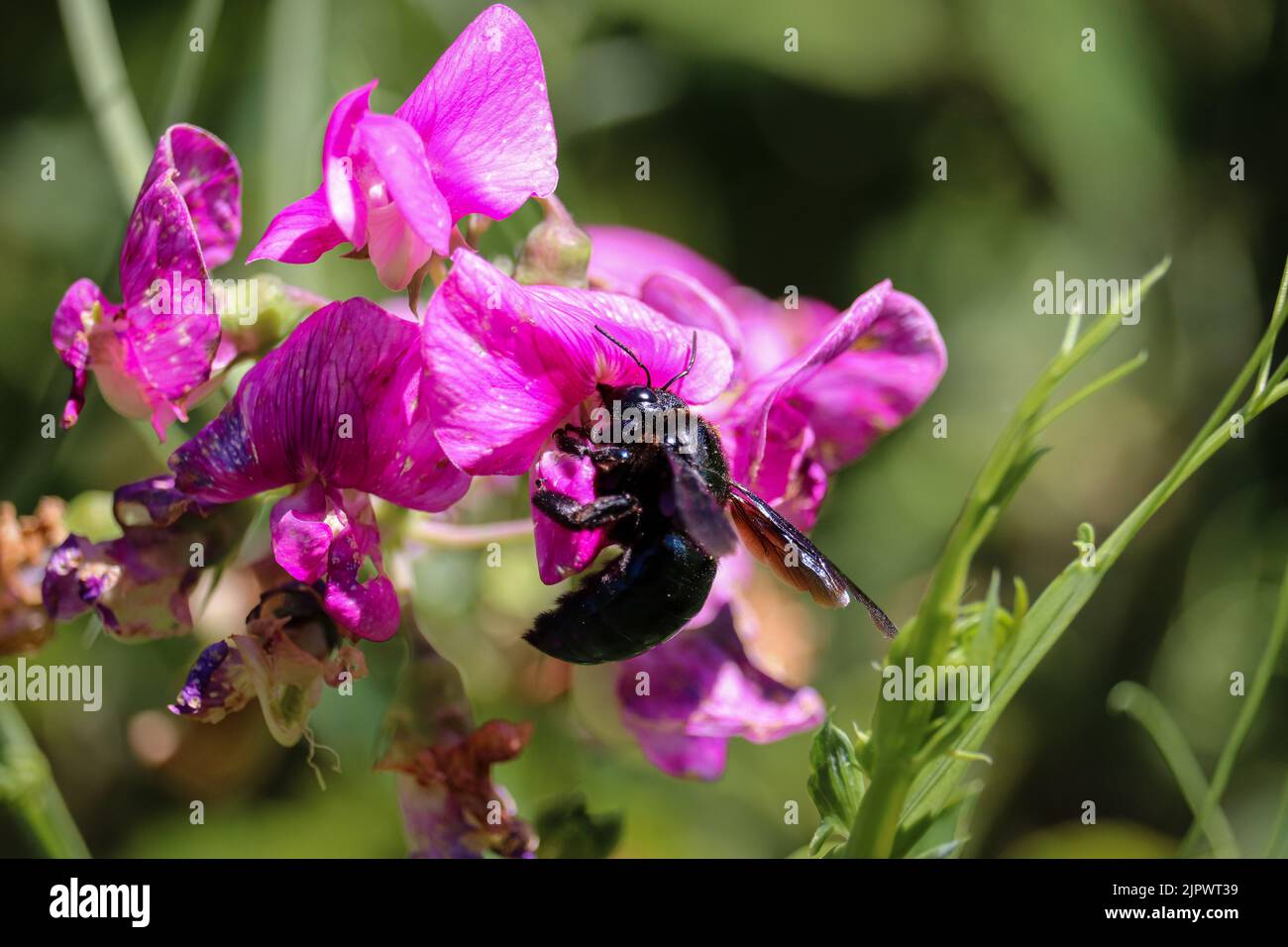Weibliche westliche Zimmermannsbiene oder Xylocopa calofornica, die sich auf einer Erbsenblume in der Tonto Fischbrüterei in Payson, Arizona, ernährt. Stockfoto