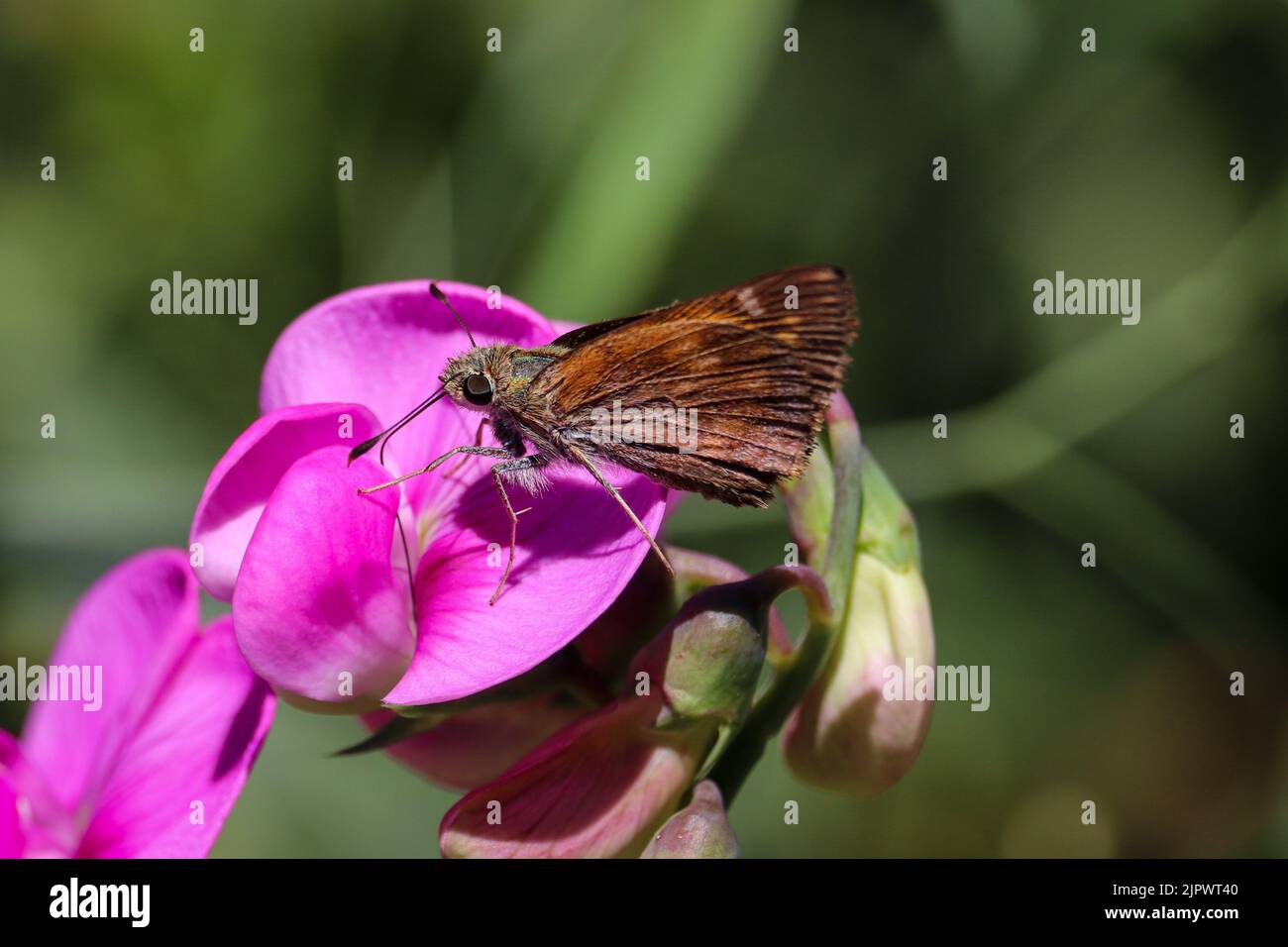 Tawny kantig Skipper oder Polites Themistocles Fütterung auf einer Erbse Blume in der Tonto Fischbrüterei in Payson, Arizona. Stockfoto