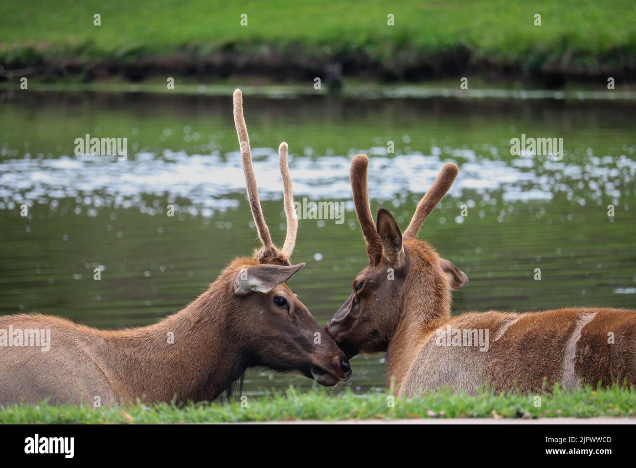 Zwei männliche Elche oder Cervus canadensis im Green Valley Park in Payson, Arizona. Stockfoto