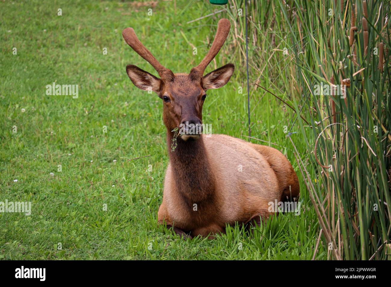 Männlicher Elch oder Cervus canadensis, der im Gras liegt, während er im Green Valley Park in Payson, Arizona, füttert. Stockfoto