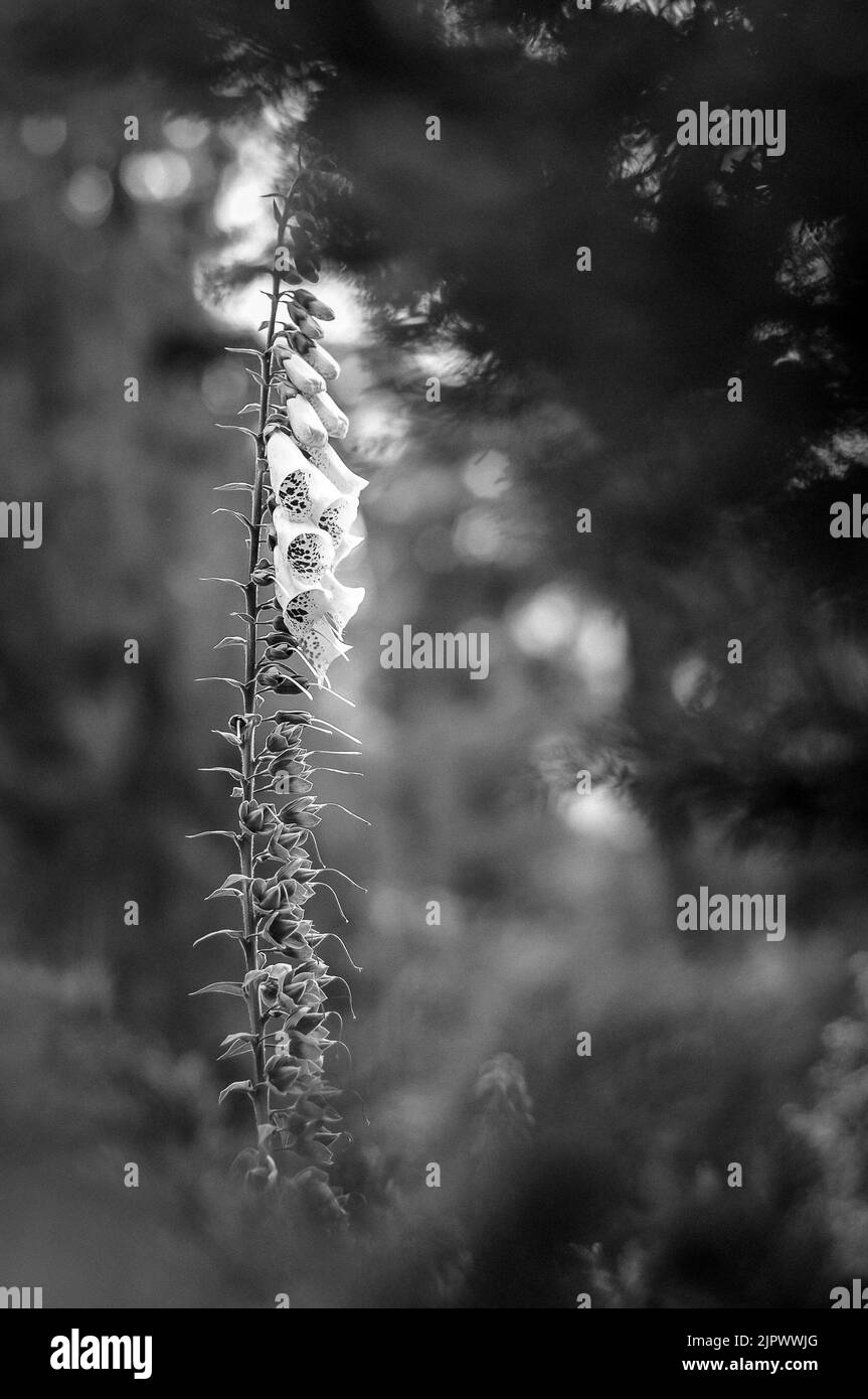 Eine vertikale Aufnahme der im Wald blühenden Digitalis-Blume auf einer Graustufe Stockfoto