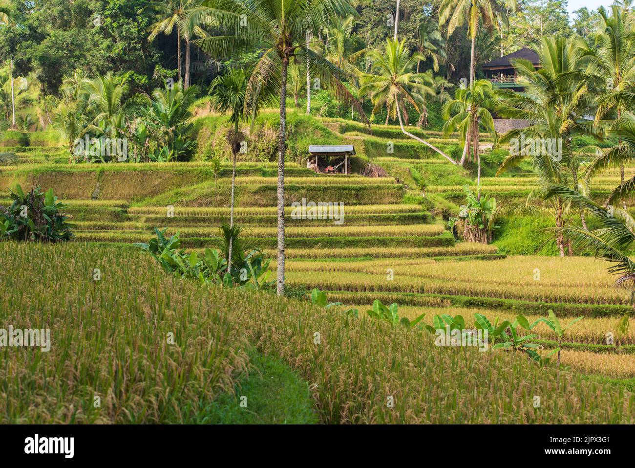 Die Landschaft der Reisfelder. Reisterrassen berühmter Ort Tegallalang in der Nähe von Ubud. Die Insel Bali in indonesien in southeastasia. Stockfoto