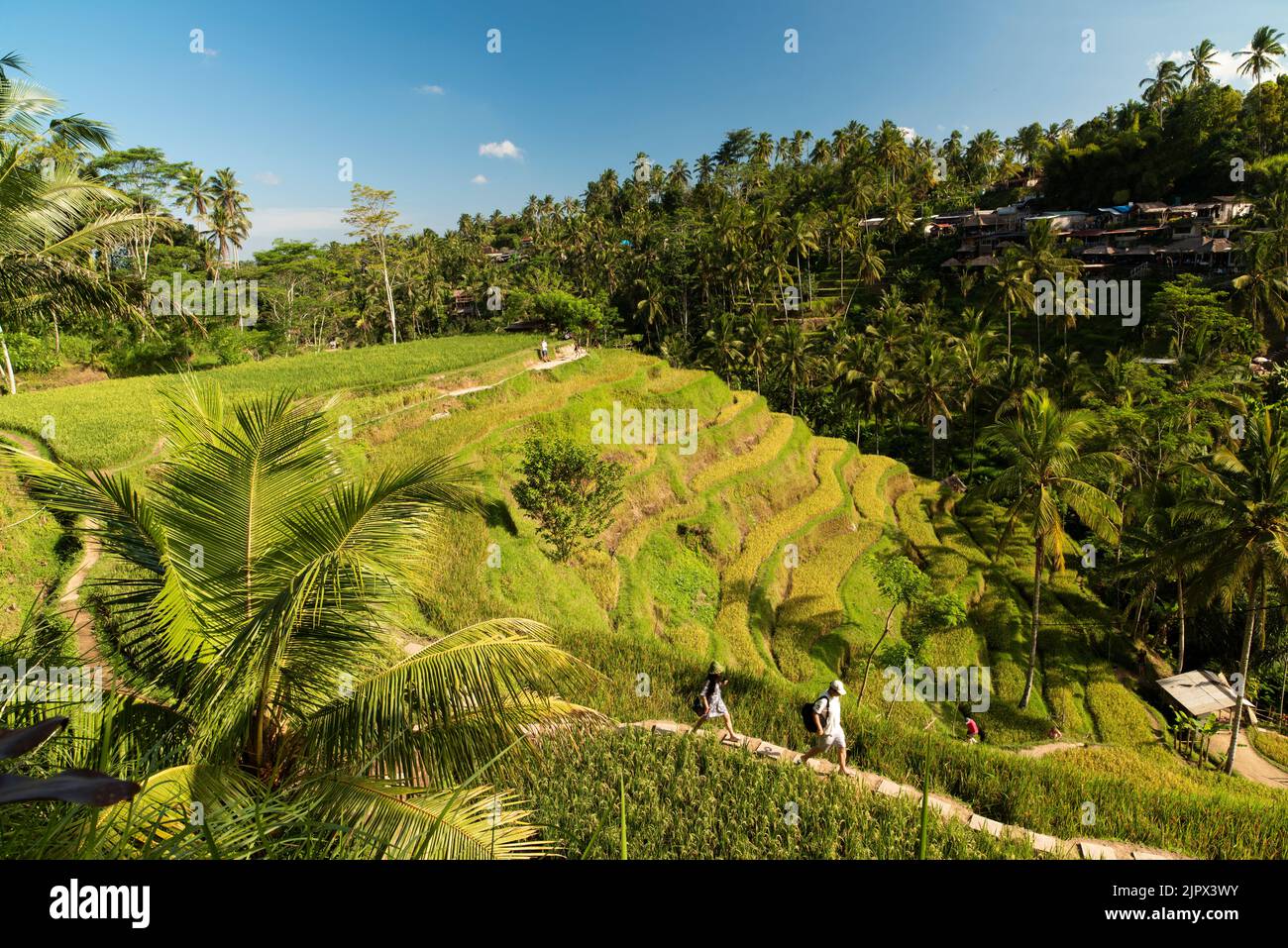 Die Landschaft der Reisfelder. Reisterrassen berühmter Ort Tegallalang in der Nähe von Ubud. Die Insel Bali in indonesien in southeastasia. Stockfoto