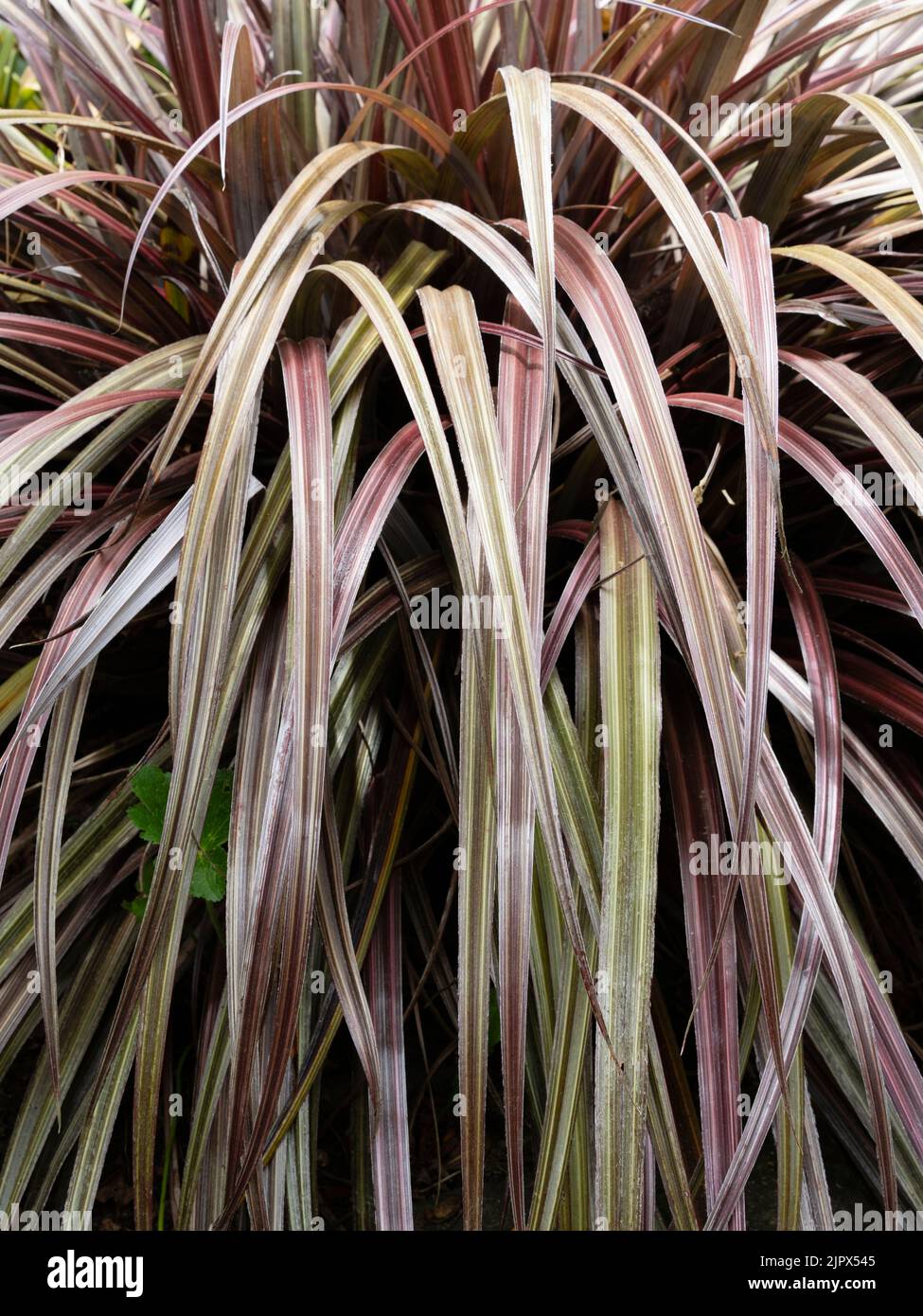 Armband wie rot-silbernes, kaskadierende Laub des neuseeländischen Berges astelia, Astelia nervosa „Alpine Ruby“ Stockfoto