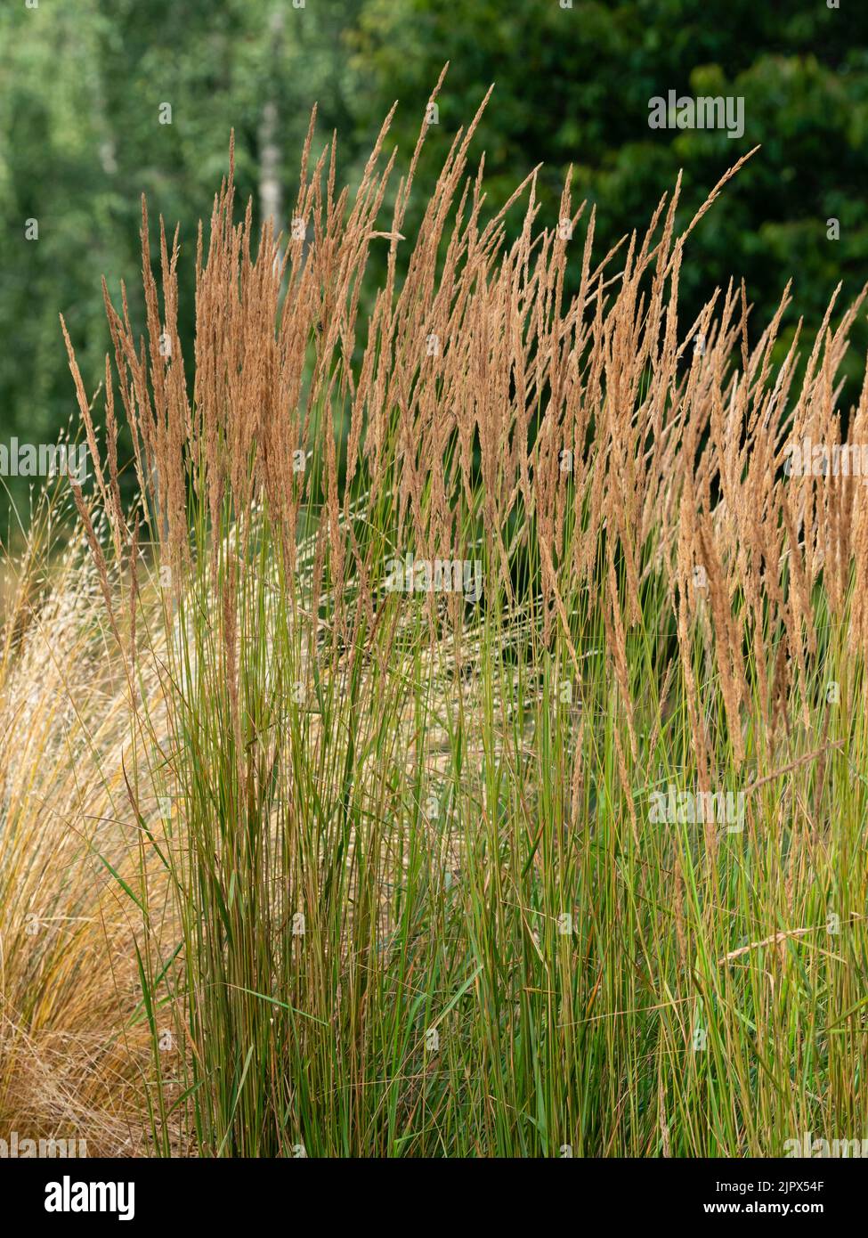 Braune, aufrecht blühende Rispen des winterharten Schilffedergrases, Calamagrostis x acutiflora 'Karl Foerster' Stockfoto