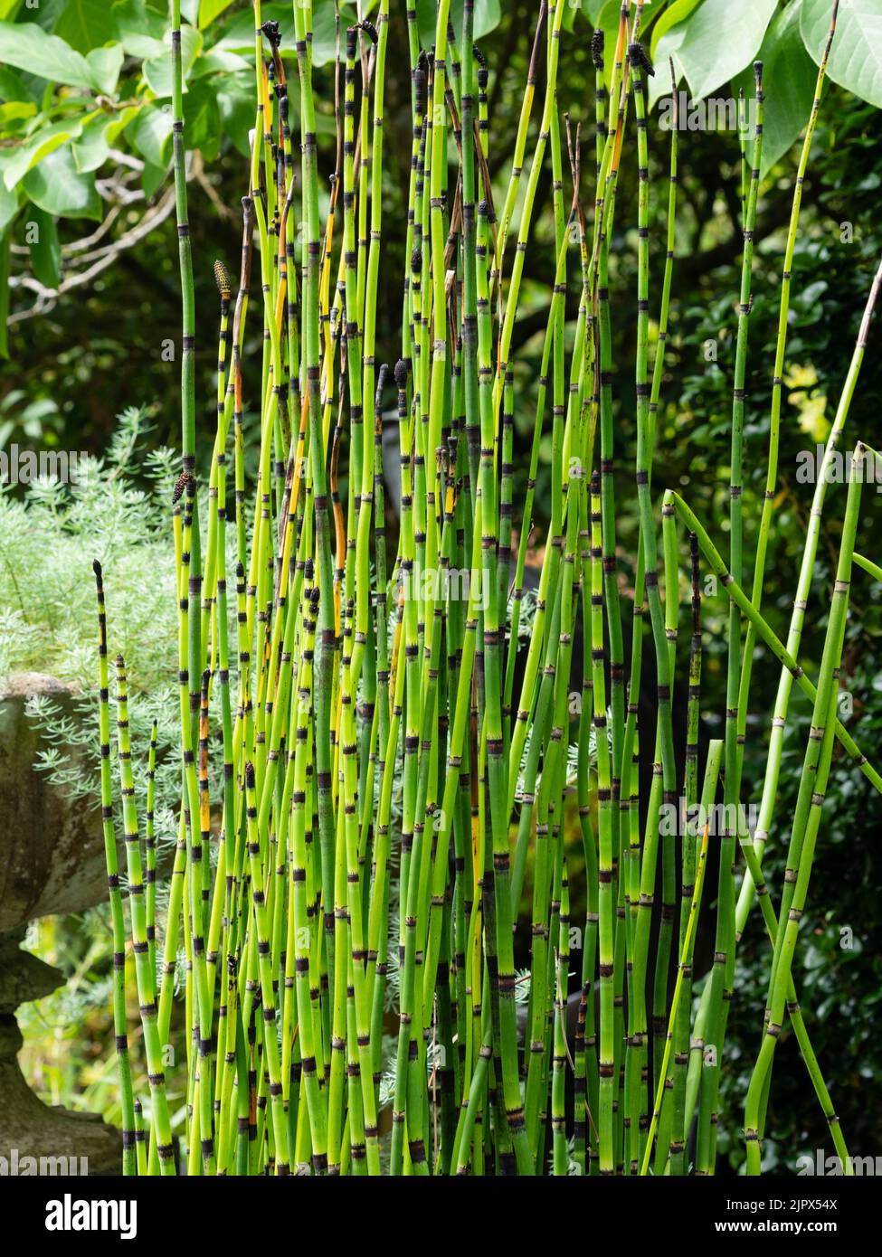 Aufrecht gebänderte Stängel des invasiven marginalen Wasserscheuerrausches, Equisetum hyemale Stockfoto