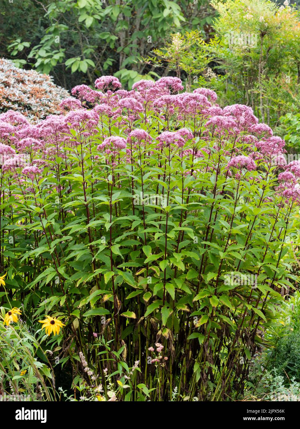 Lila busch für den garten Fotos und Bildmaterial in hoher Auflösung