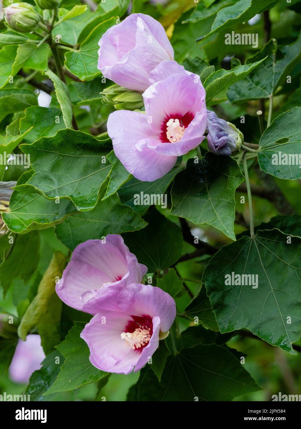 Spätsommer Flieder Blüten des winterharten Laubstrauch, Hibiscus sinosyriacus 'Lilac Queen' Stockfoto