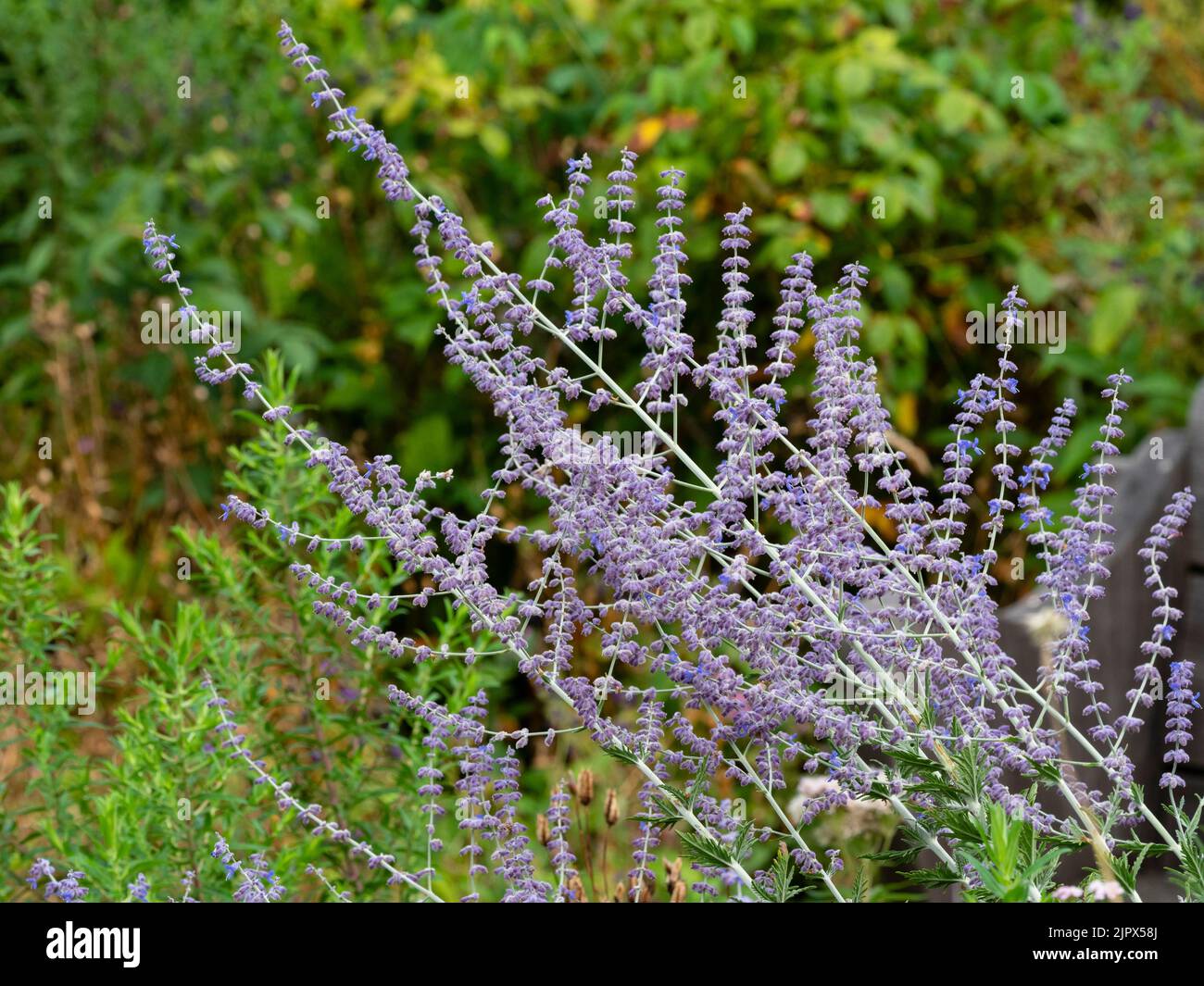 Luftige Rispe des winterharten, mehrjährigen, blau blühenden russischen Salbeis, Perovskia atriplicifolia 'Blue Spire' Stockfoto
