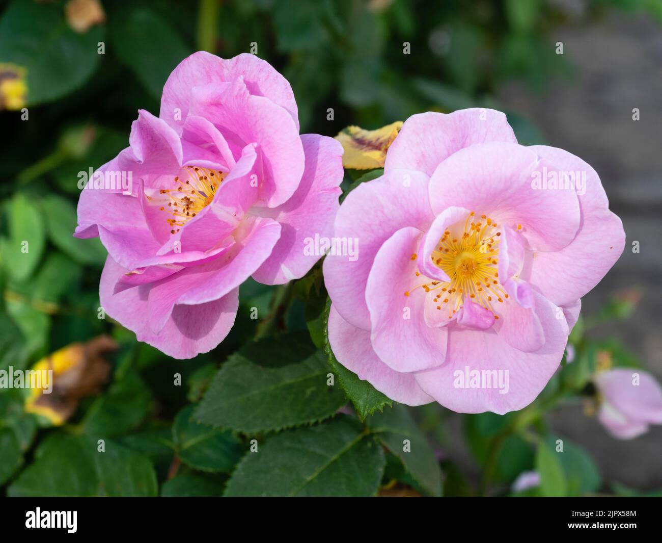 Rosa, halb doppelt duftende Blüten der wiederholt blühenden Strauchrose, Rose „Lucky!“ Stockfoto