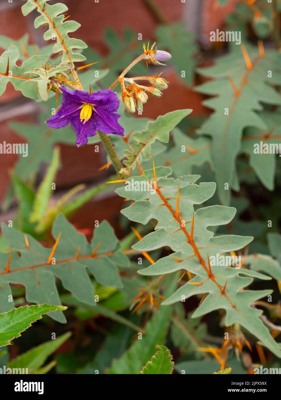 Violett-blaue Blume und blaues Laub, geschmückt mit orangen Dornen der halbharten Stachelschweintomate, Solanum pyracanthum Stockfoto