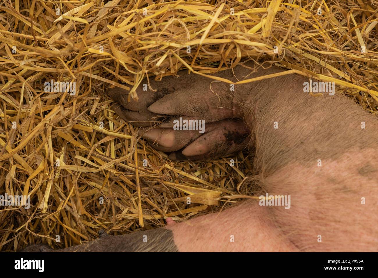 Nahaufnahme eines haarigen und schlammigen Schweins, während es im Stroh schläft Stockfoto